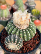 Discocactus Horstii — Rare Brazilian Cactus with Basal Pup