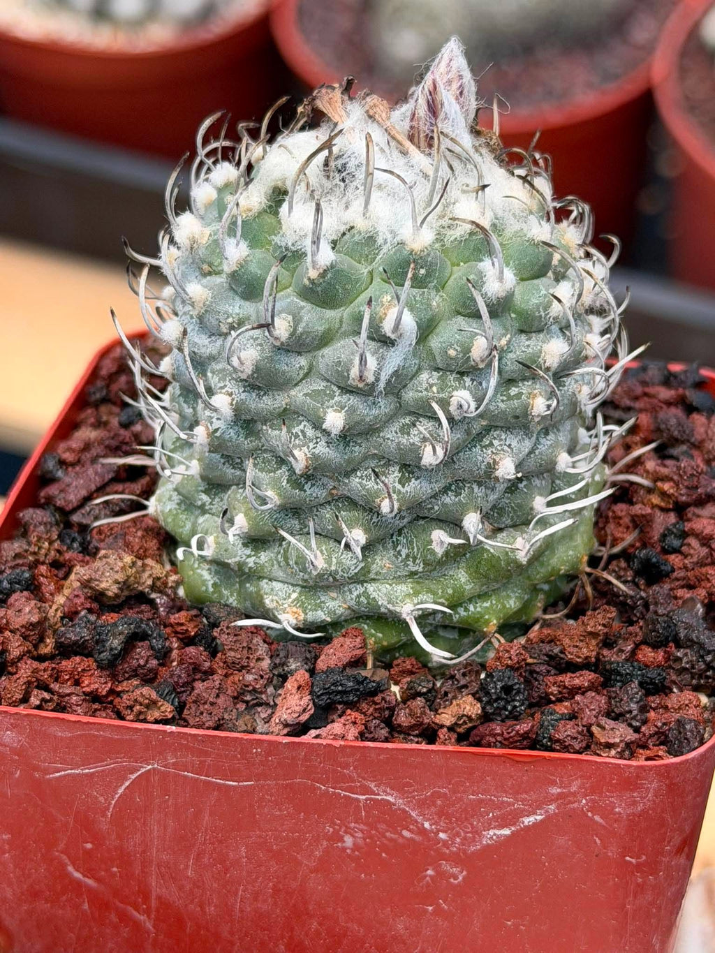 Turbinicarpus schmiedickeanus – Rare Seed‑Grown Miniature Cactus | Woolly Areoles & Hooked Spines #171