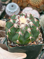 Discocactus crystallophilus – Rare Seed Grown Cactus with Fragrant White Flowers | Collector’s Succulent Plant