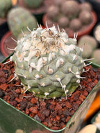 Turbinicarpus Collector’s Cactus #202