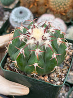 Discocactus crystallophilus – Rare Seed Grown Cactus with Fragrant White Flowers | Collector’s Succulent Plant