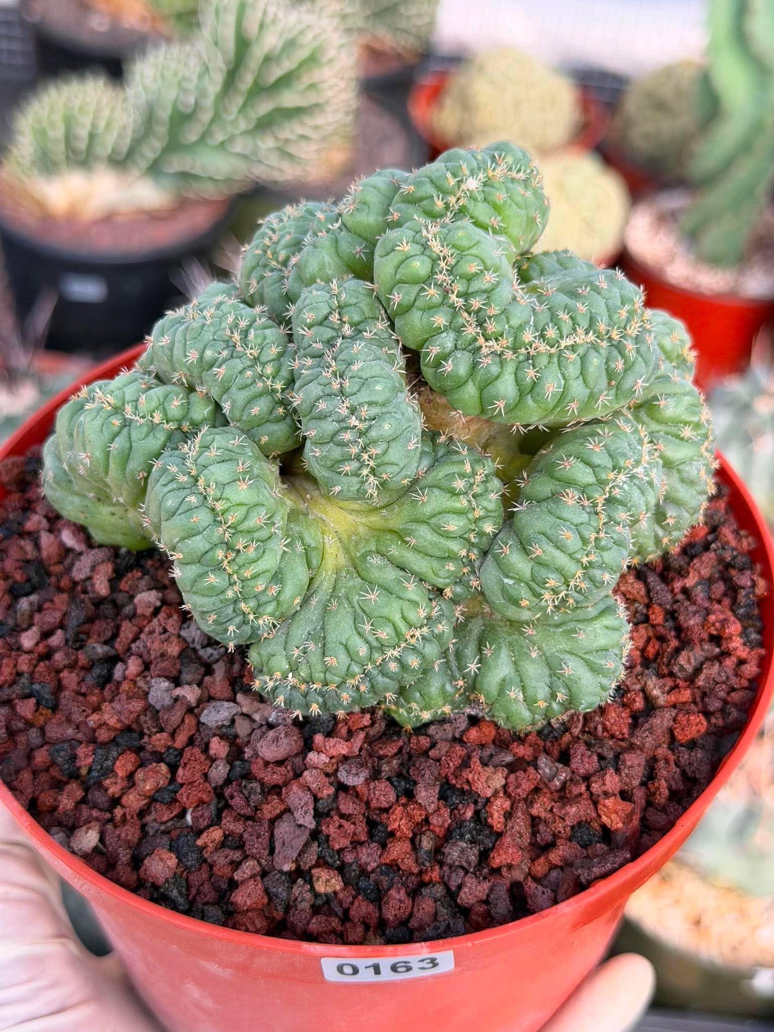 Coryphantha elephantidens 'Tanshi' Cristata #163