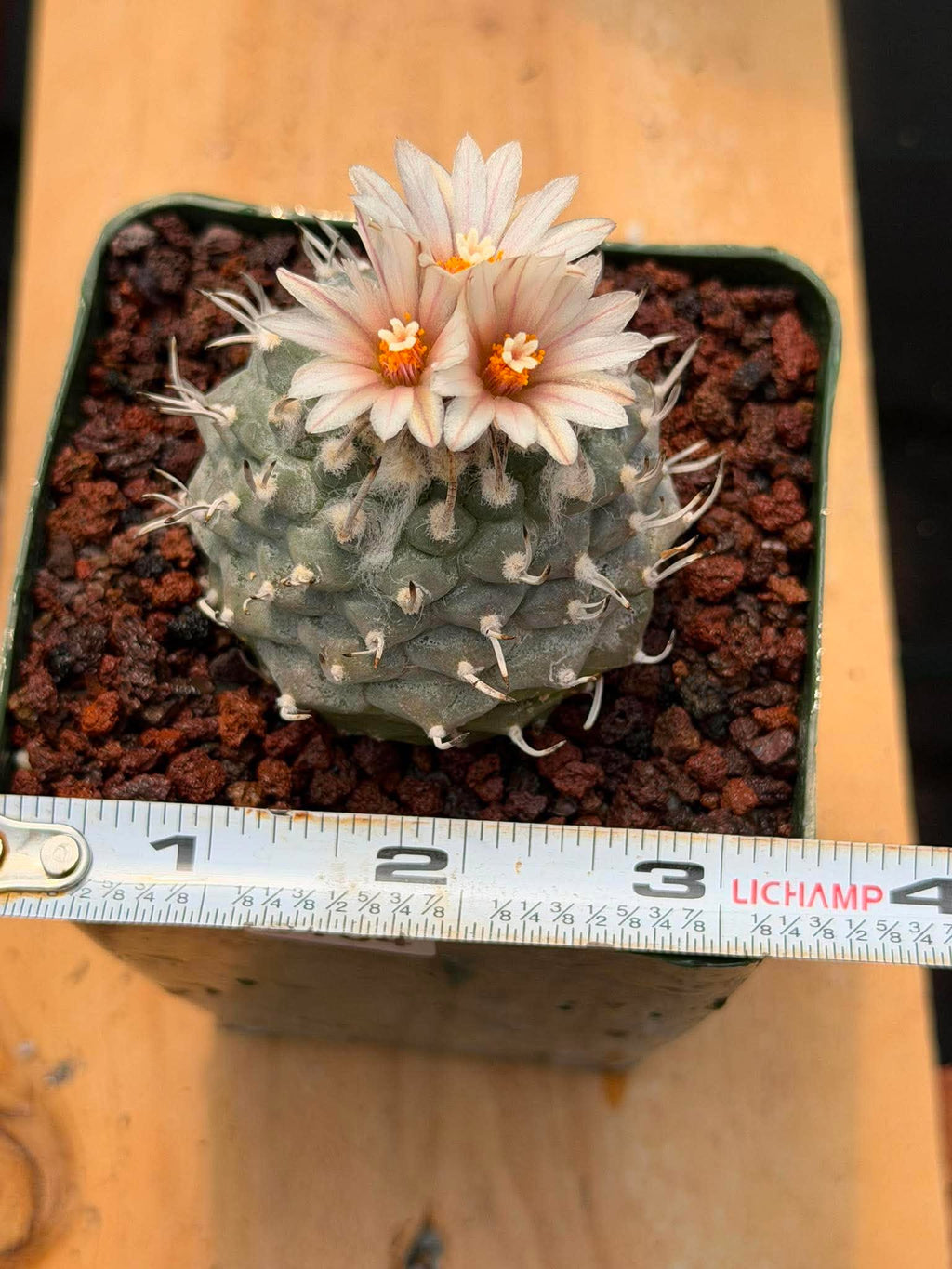 Turbinicarpus schmiedickeanus | Rare Flowering Collector’s Cactus #164