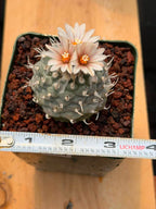 Turbinicarpus schmiedickeanus | Rare Flowering Collector’s Cactus #164