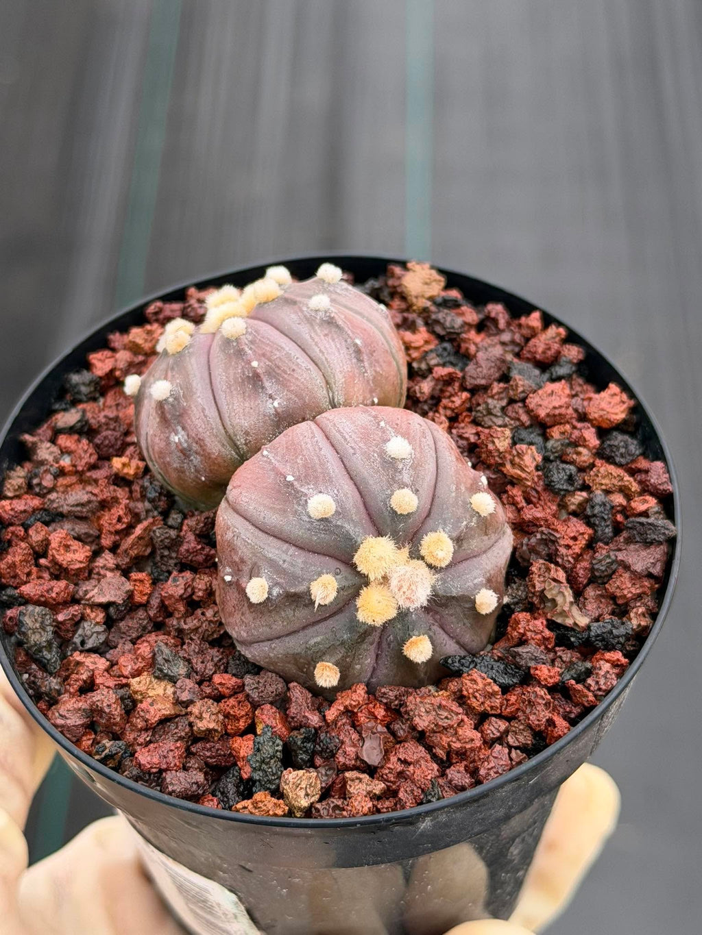 Double Heads Purple Skin Astrophytum Asterias – Seed Grown