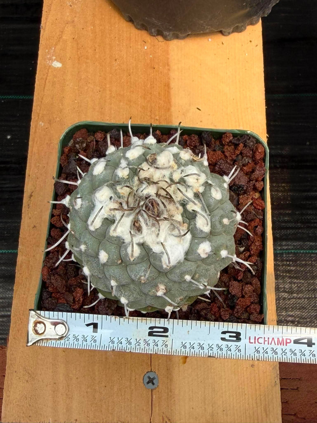 Turbinicarpus Collector’s Cactus #202