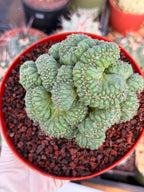 Coryphantha elephantidens 'Tanshi' Cristata #163