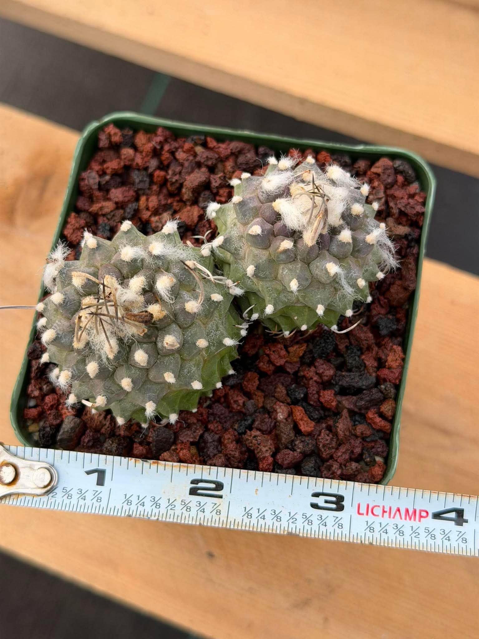Turbinicarpus Schmiedickeanus Double Head – Rare Live Cactus For Sale #176