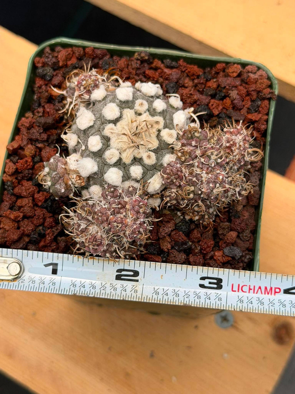 Turbinicarpus schmiedickeanus – Rare Clustered Form with Pups | Seed‑Grown Miniature Cactus #167