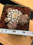 Turbinicarpus schmiedickeanus – Rare Clustered Form with Pups | Seed‑Grown Miniature Cactus #167