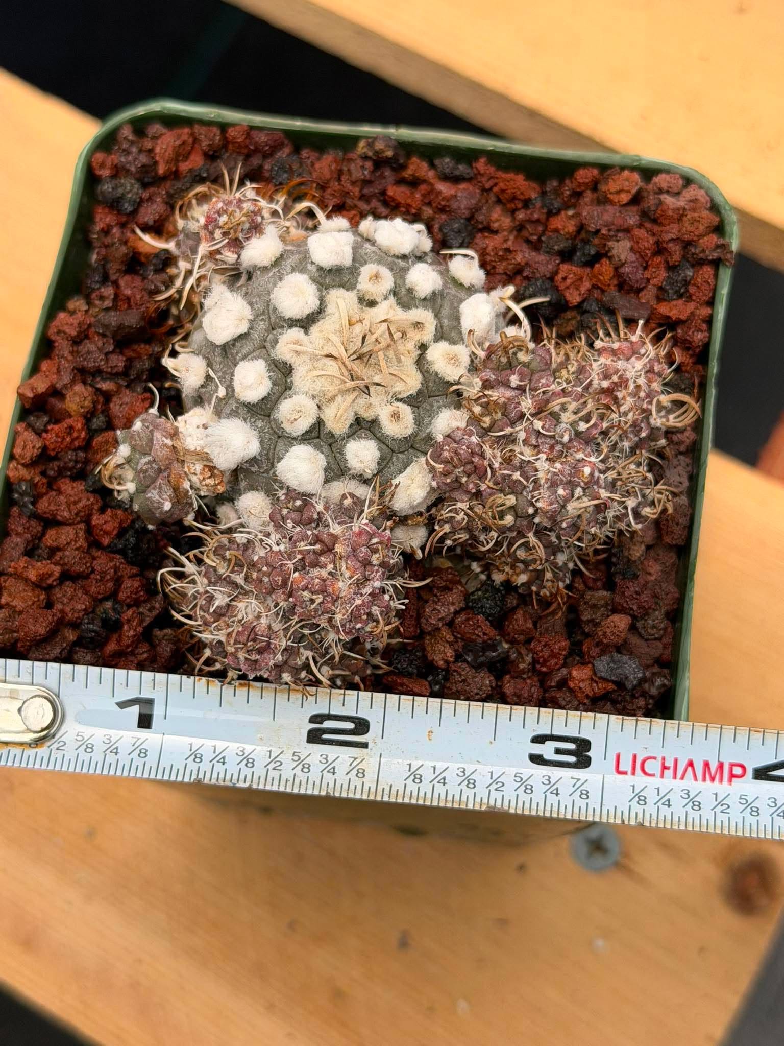 Turbinicarpus schmiedickeanus – Rare Clustered Form with Pups | Seed‑Grown Miniature Cactus #167