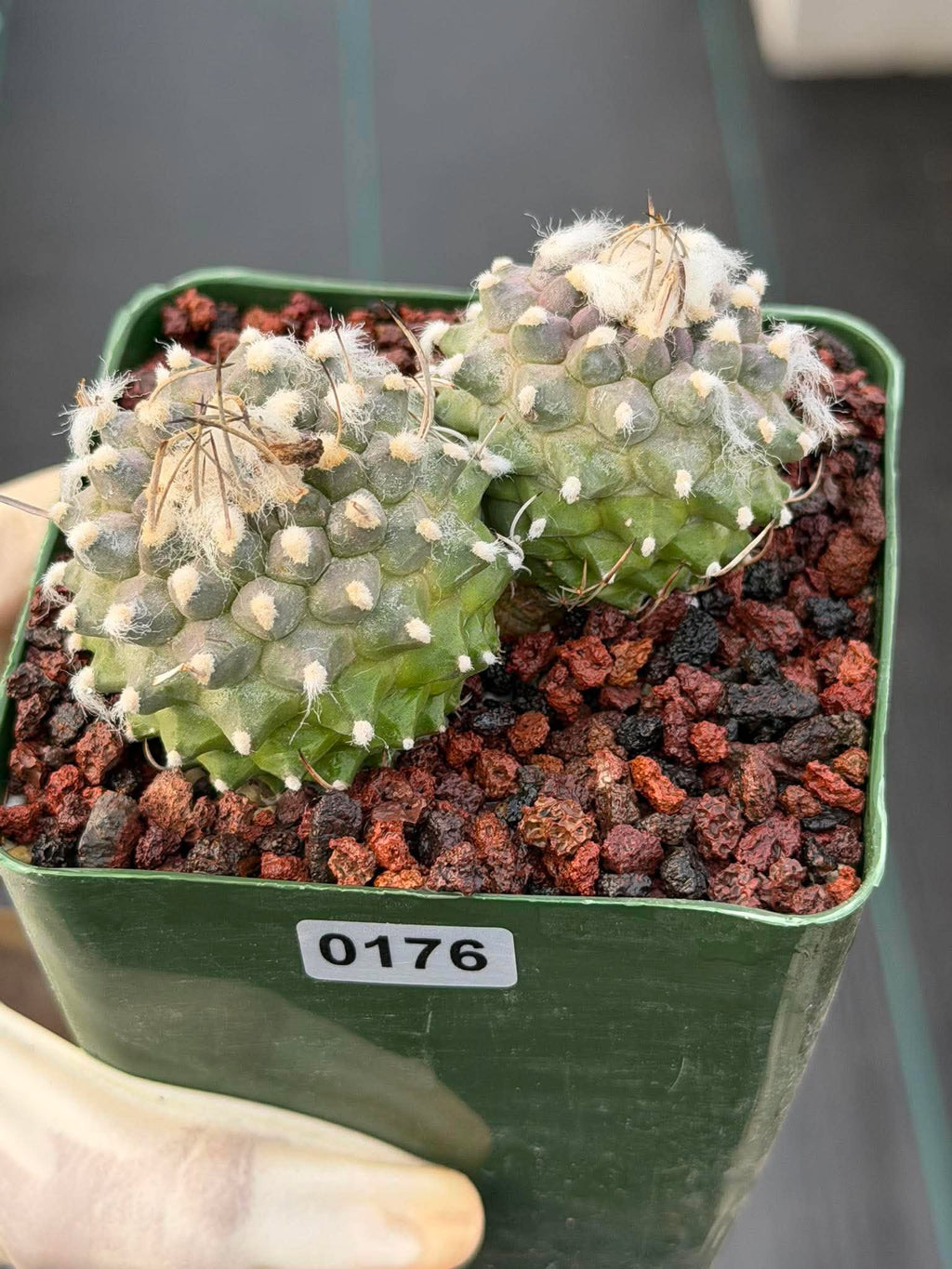 Turbinicarpus Schmiedickeanus Double Head – Rare Live Cactus For Sale #176