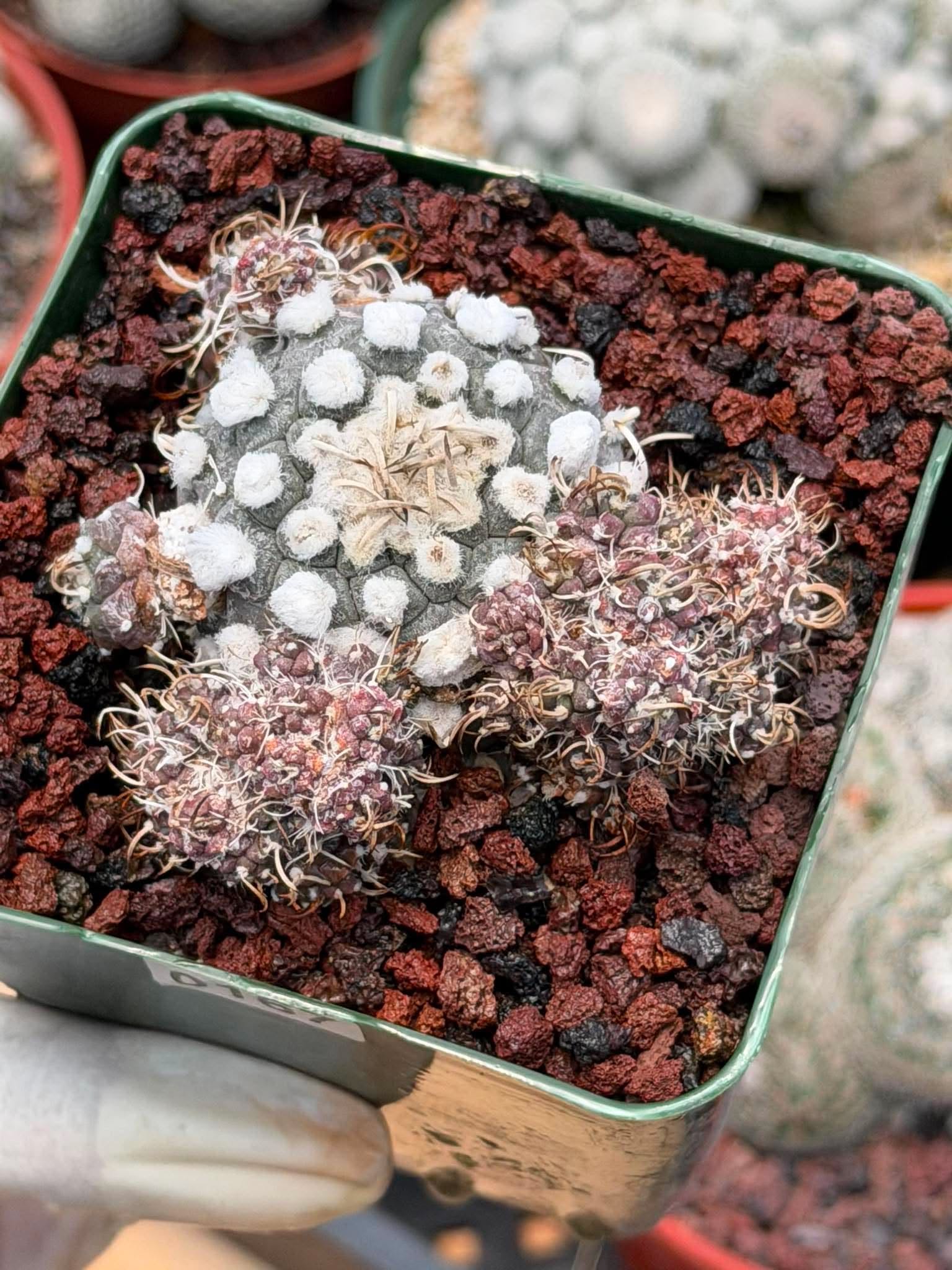 Turbinicarpus schmiedickeanus – Rare Clustered Form with Pups | Seed‑Grown Miniature Cactus #167