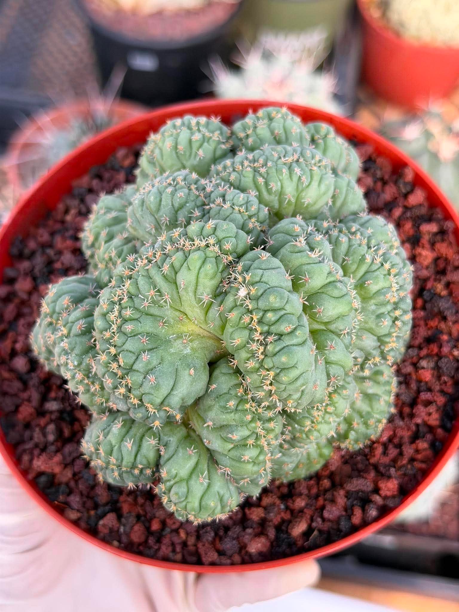 Coryphantha elephantidens 'Tanshi' Cristata #163