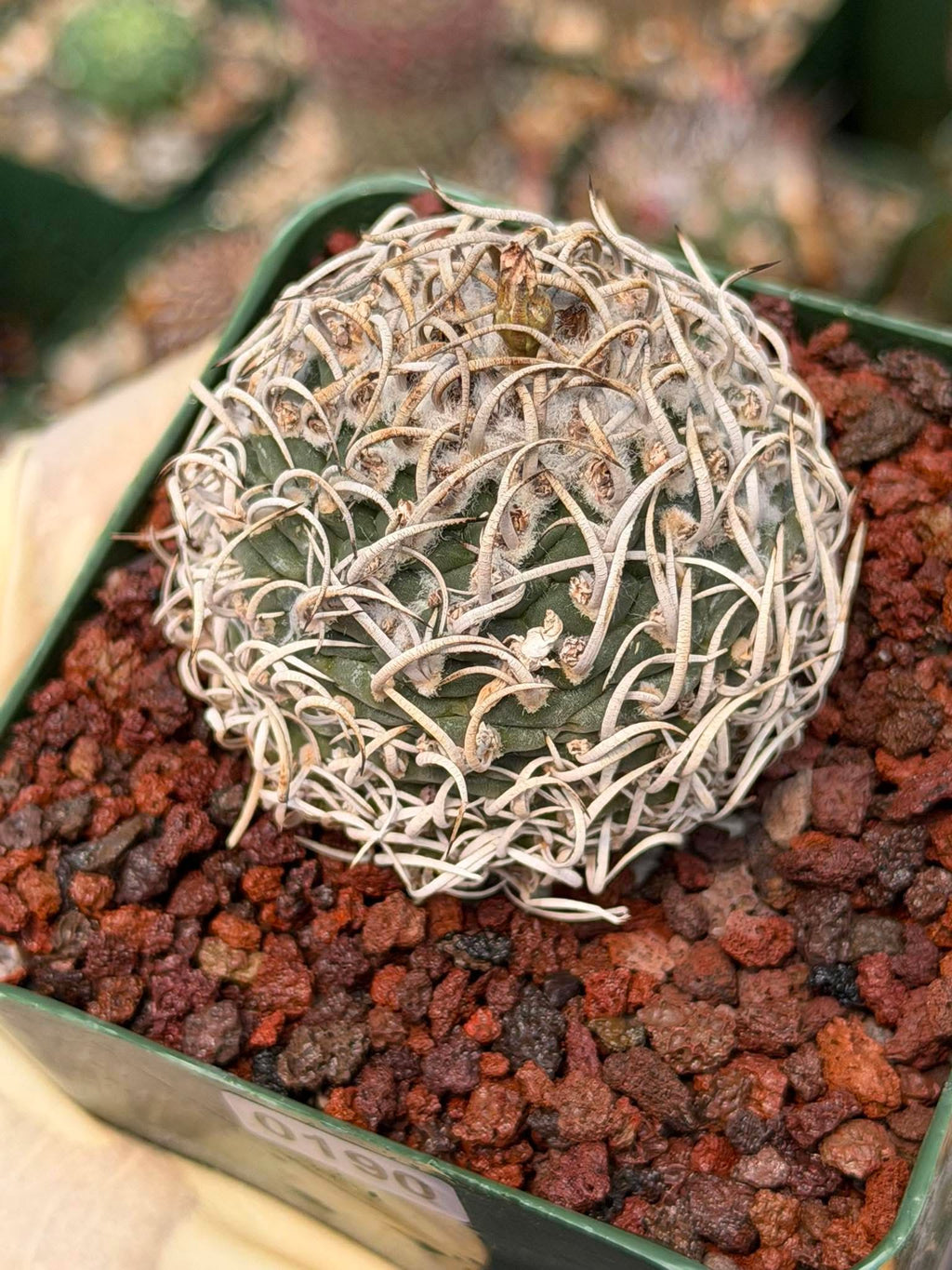 Turbinicarpus Collector’s Cactus #190 – Rare Seed‑Grown Globose Succulent with Spiral Spines