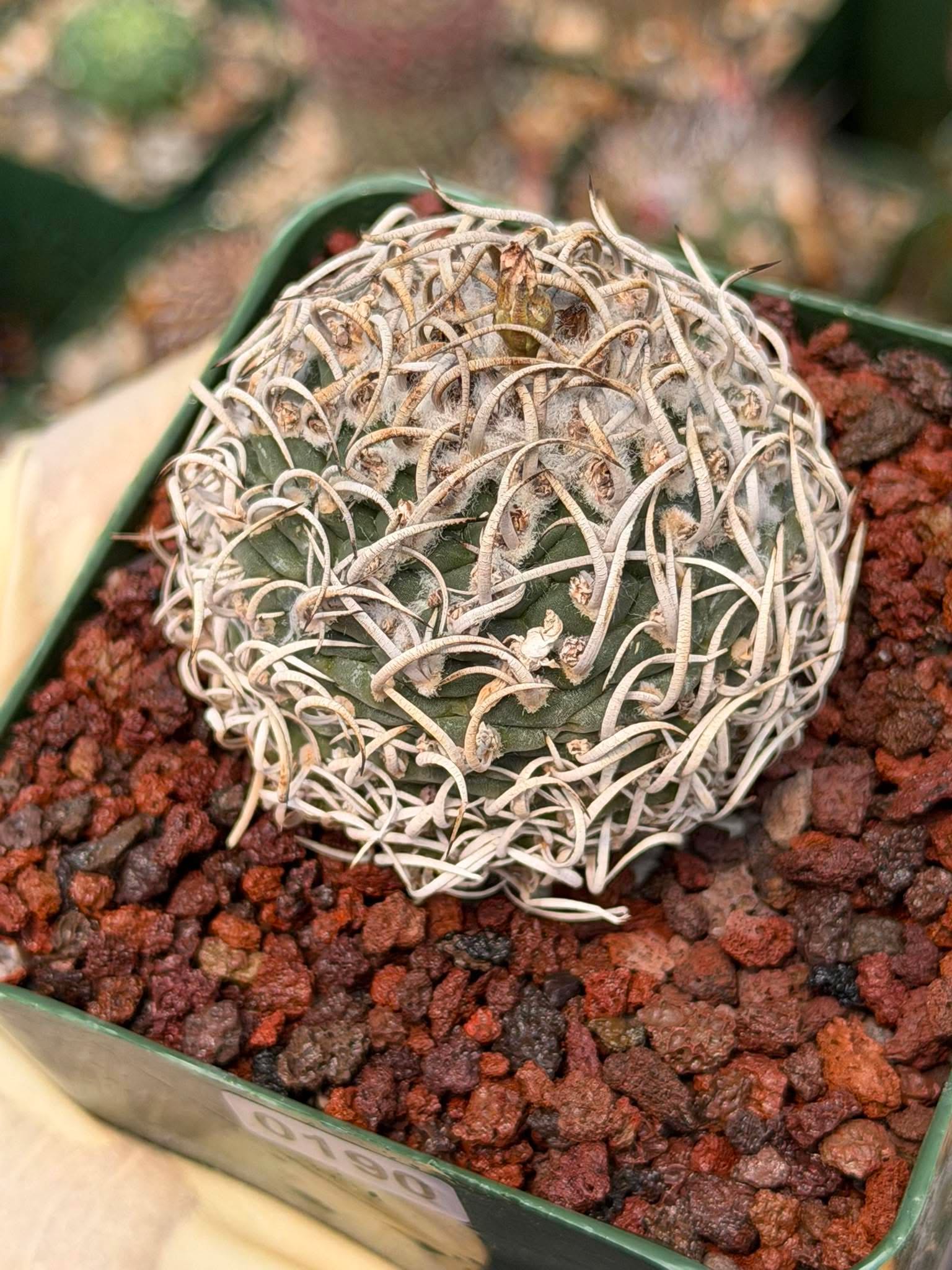 Turbinicarpus Collector’s Cactus #190 – Rare Seed‑Grown Globose Succulent with Spiral Spines