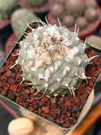 Turbinicarpus Collector’s Cactus #202