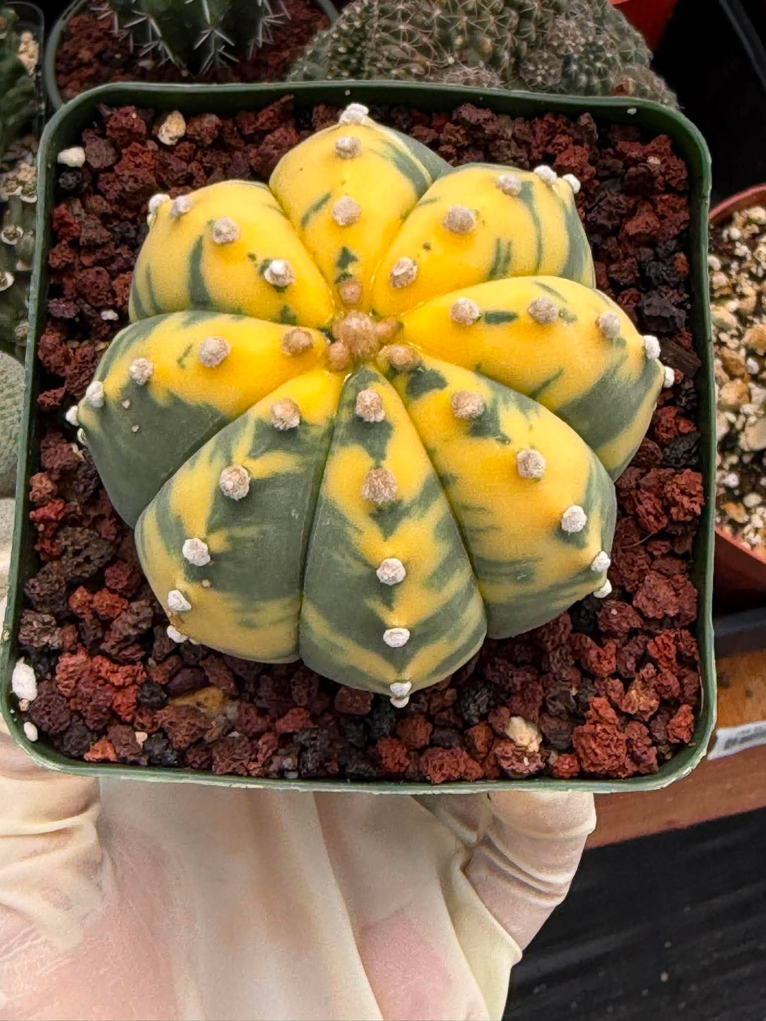 Variegated Astrophytum Asterias – Seed Grown #325