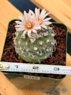 Turbinicarpus Schmiedickeanus – Rare Flowering Cactus | Live Succulent Plant for Collectors #168