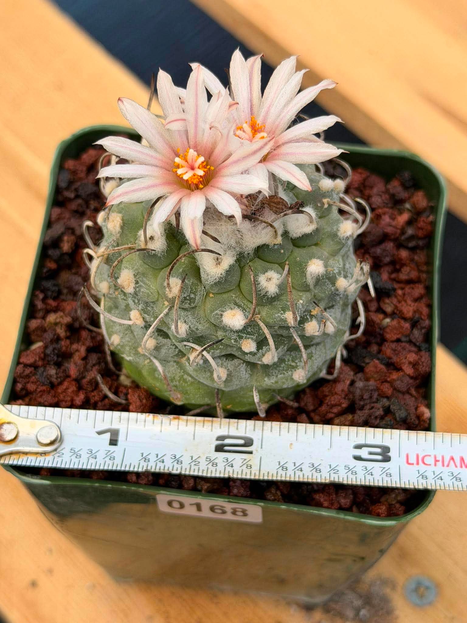Turbinicarpus Schmiedickeanus – Rare Flowering Cactus | Live Succulent Plant for Collectors #168