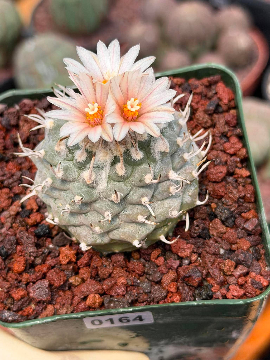 Turbinicarpus schmiedickeanus | Rare Flowering Collector’s Cactus #164
