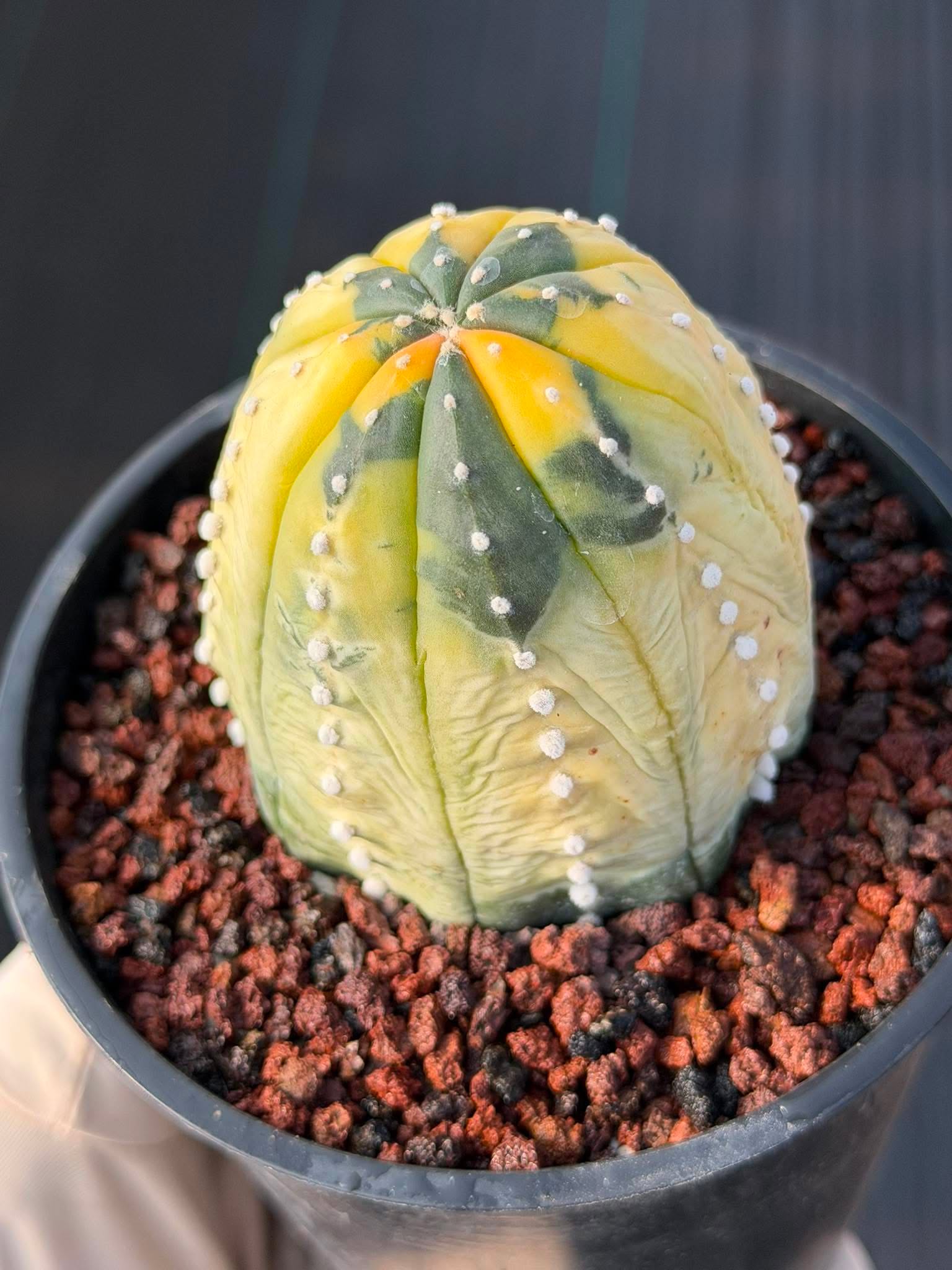 Variegated Astrophytum Asterias – Seed Grown #230