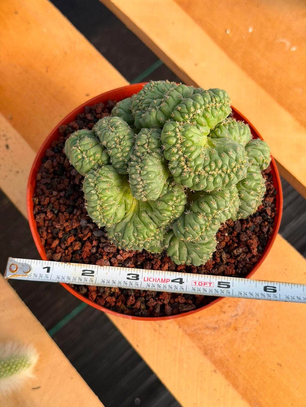 Coryphantha elephantidens 'Tanshi' Cristata #163