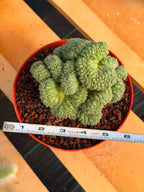 Coryphantha elephantidens 'Tanshi' Cristata #163