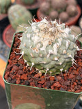 Turbinicarpus Collector’s Cactus #202