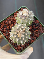 Turbinicarpus Schmiedickeanus Double Head – Rare Live Cactus For Sale #176