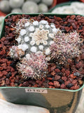 Turbinicarpus schmiedickeanus – Rare Clustered Form with Pups | Seed‑Grown Miniature Cactus #167