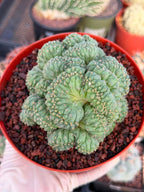 Coryphantha elephantidens 'Tanshi' Cristata #163