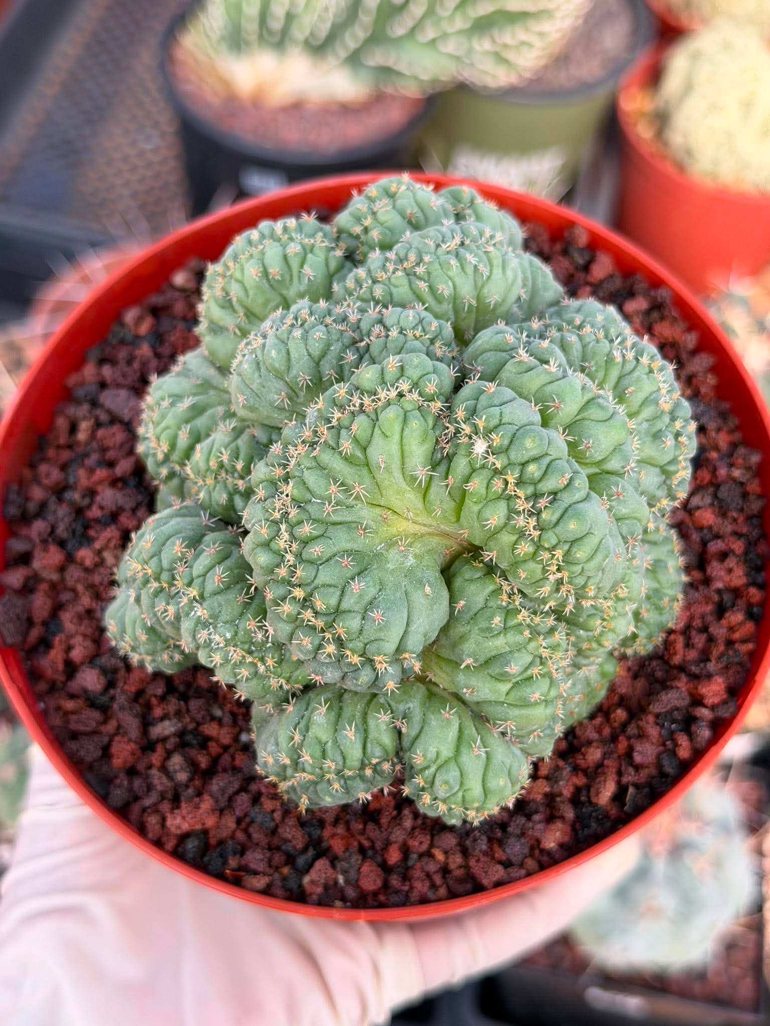 Coryphantha elephantidens 'Tanshi' Cristata #163
