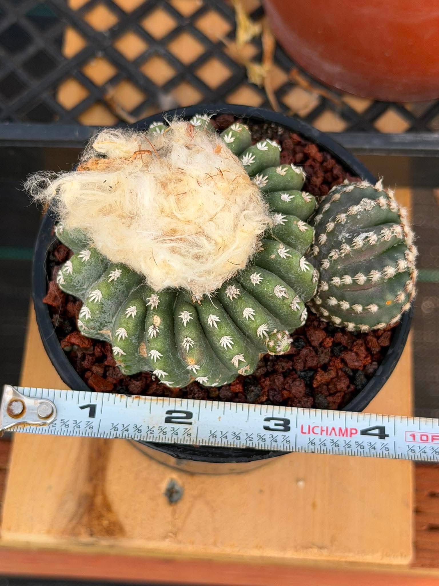 Discocactus Horstii — Rare Brazilian Cactus with Basal Pup