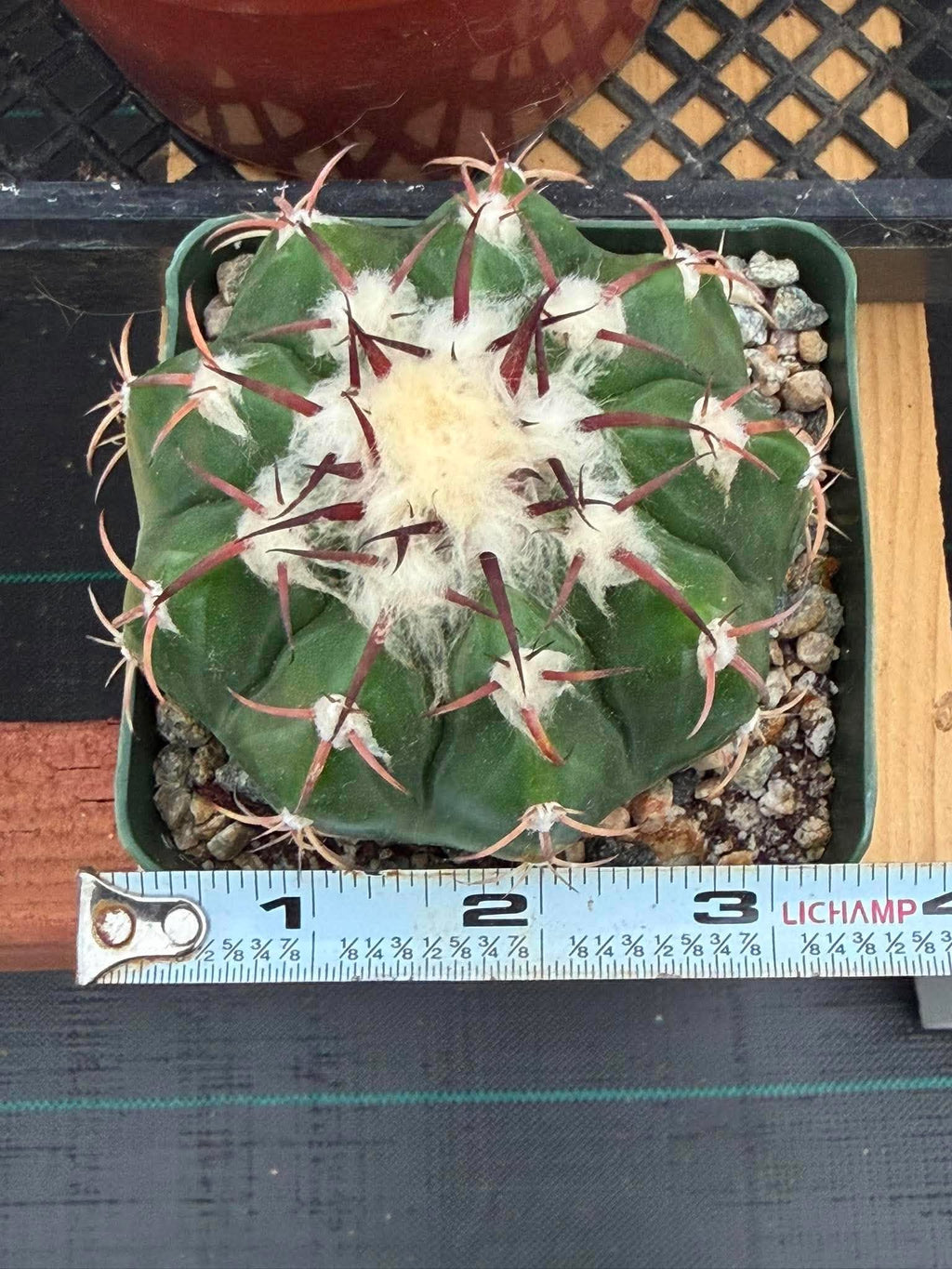 Discocactus crystallophilus – Rare Seed Grown Cactus with Fragrant White Flowers | Collector’s Succulent Plant