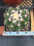 Discocactus crystallophilus – Rare Seed Grown Cactus with Fragrant White Flowers | Collector’s Succulent Plant