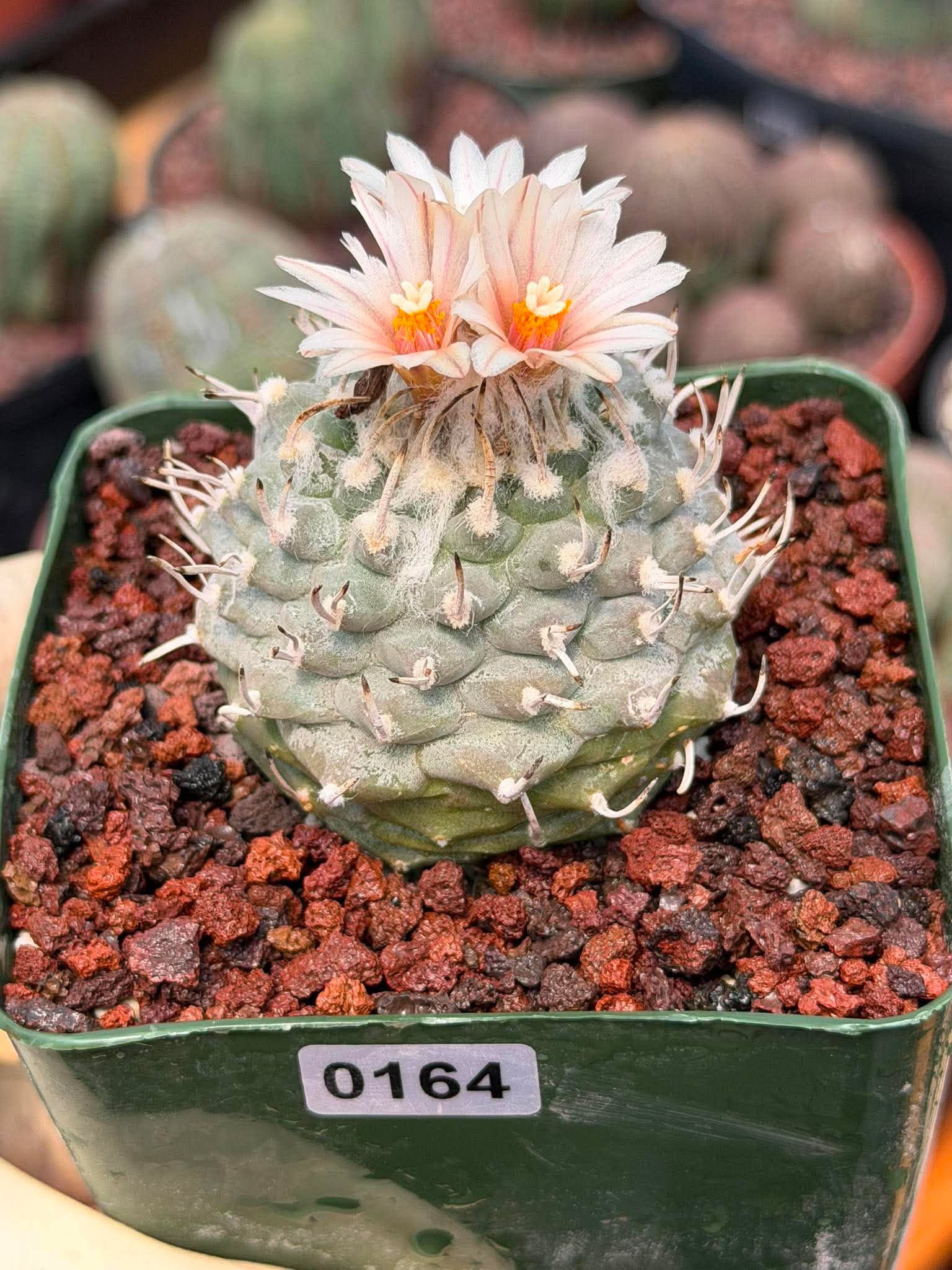 Turbinicarpus schmiedickeanus | Rare Flowering Collector’s Cactus #164
