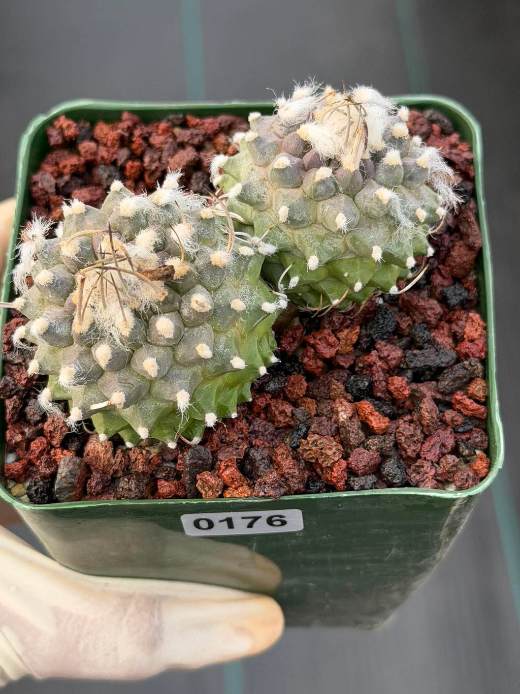 Turbinicarpus Schmiedickeanus Double Head – Rare Live Cactus For Sale #176