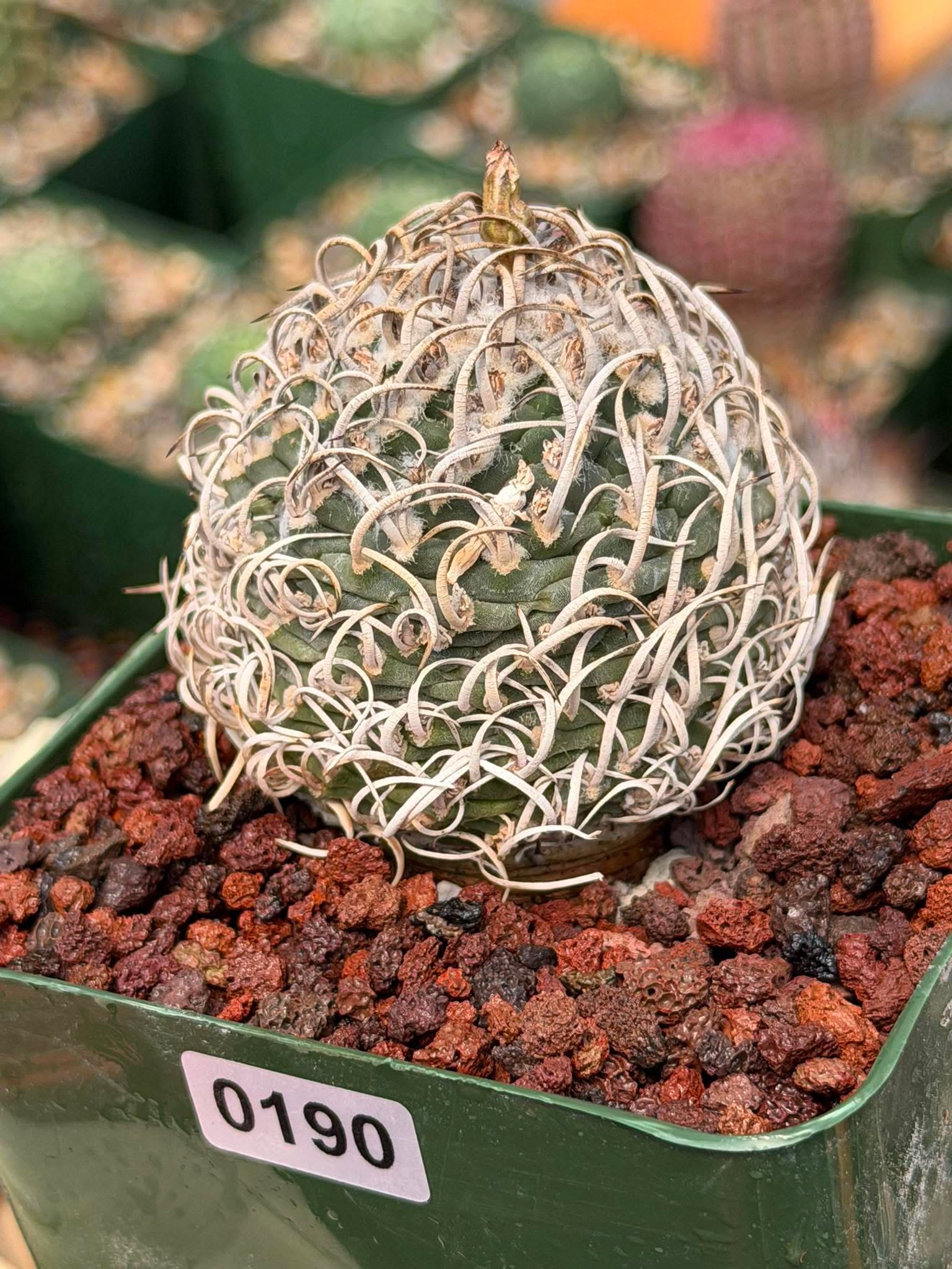 Turbinicarpus Collector’s Cactus #190 – Rare Seed‑Grown Globose Succulent with Spiral Spines