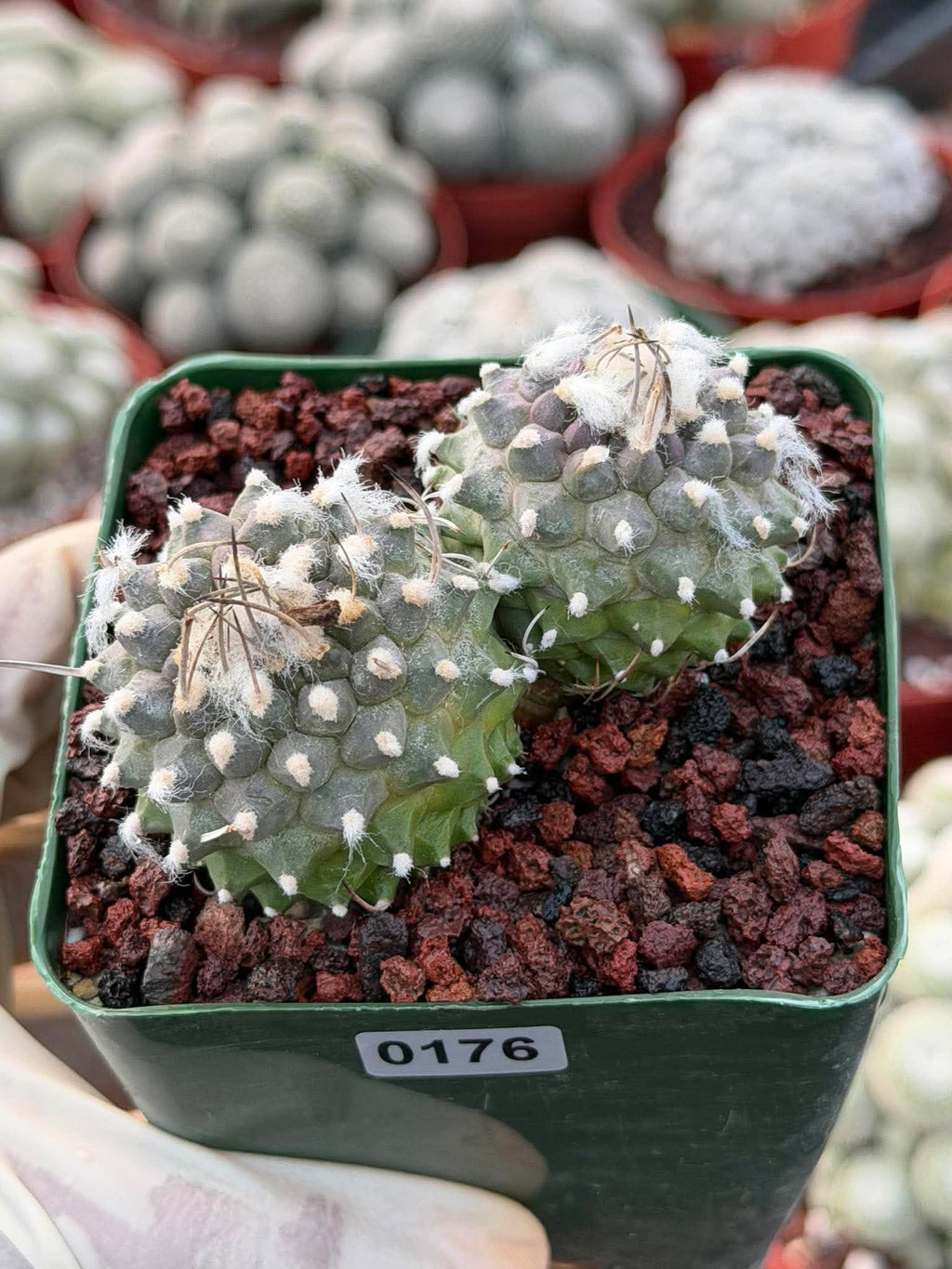 Turbinicarpus Schmiedickeanus Double Head – Rare Live Cactus For Sale #176