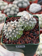 Turbinicarpus Schmiedickeanus Double Head – Rare Live Cactus For Sale #176