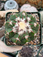 Discocactus crystallophilus – Rare Seed Grown Cactus with Fragrant White Flowers | Collector’s Succulent Plant
