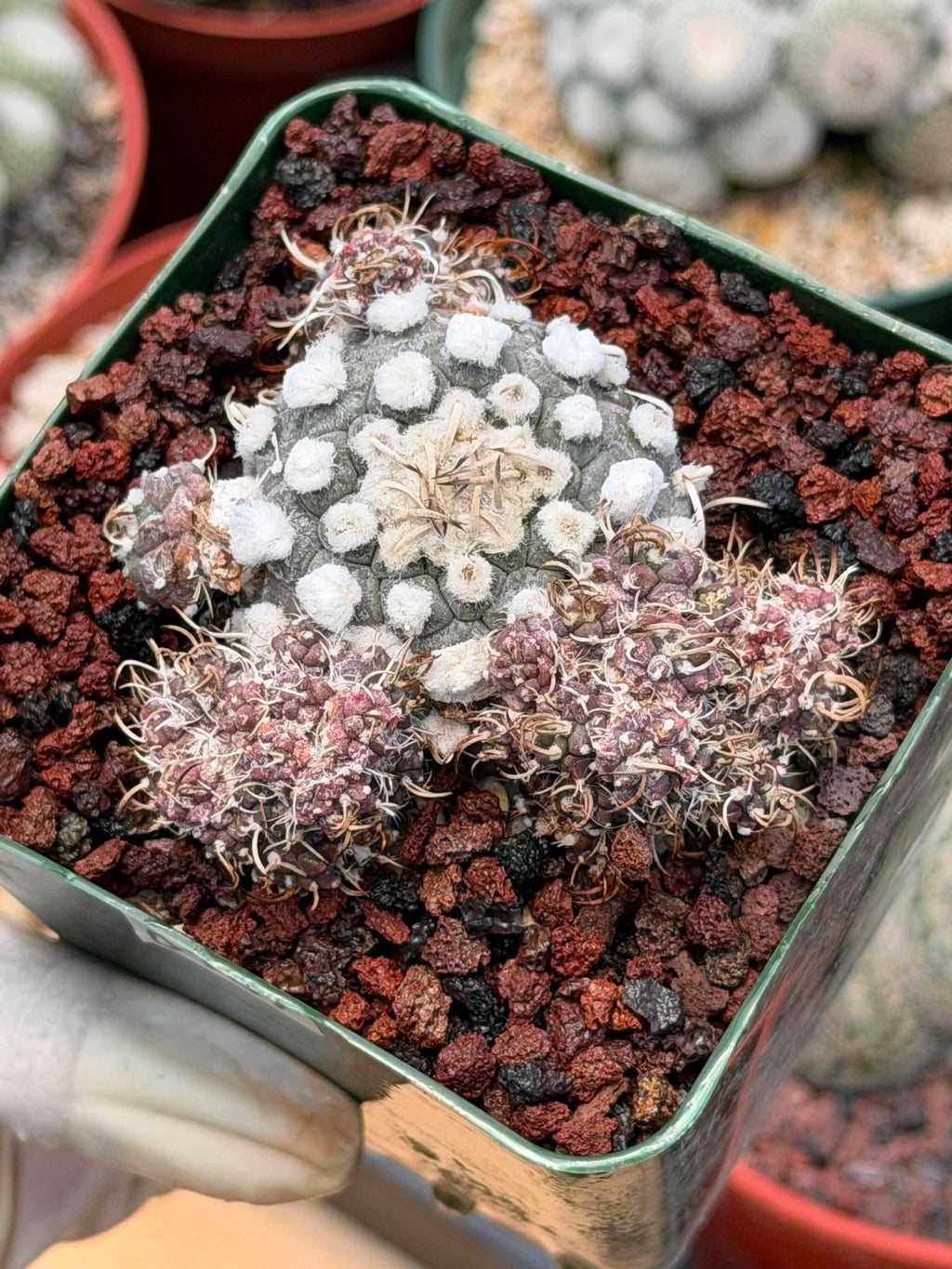 Turbinicarpus schmiedickeanus – Rare Clustered Form with Pups | Seed‑Grown Miniature Cactus #167