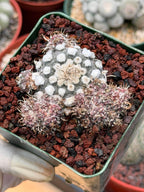 Turbinicarpus schmiedickeanus – Rare Clustered Form with Pups | Seed‑Grown Miniature Cactus #167