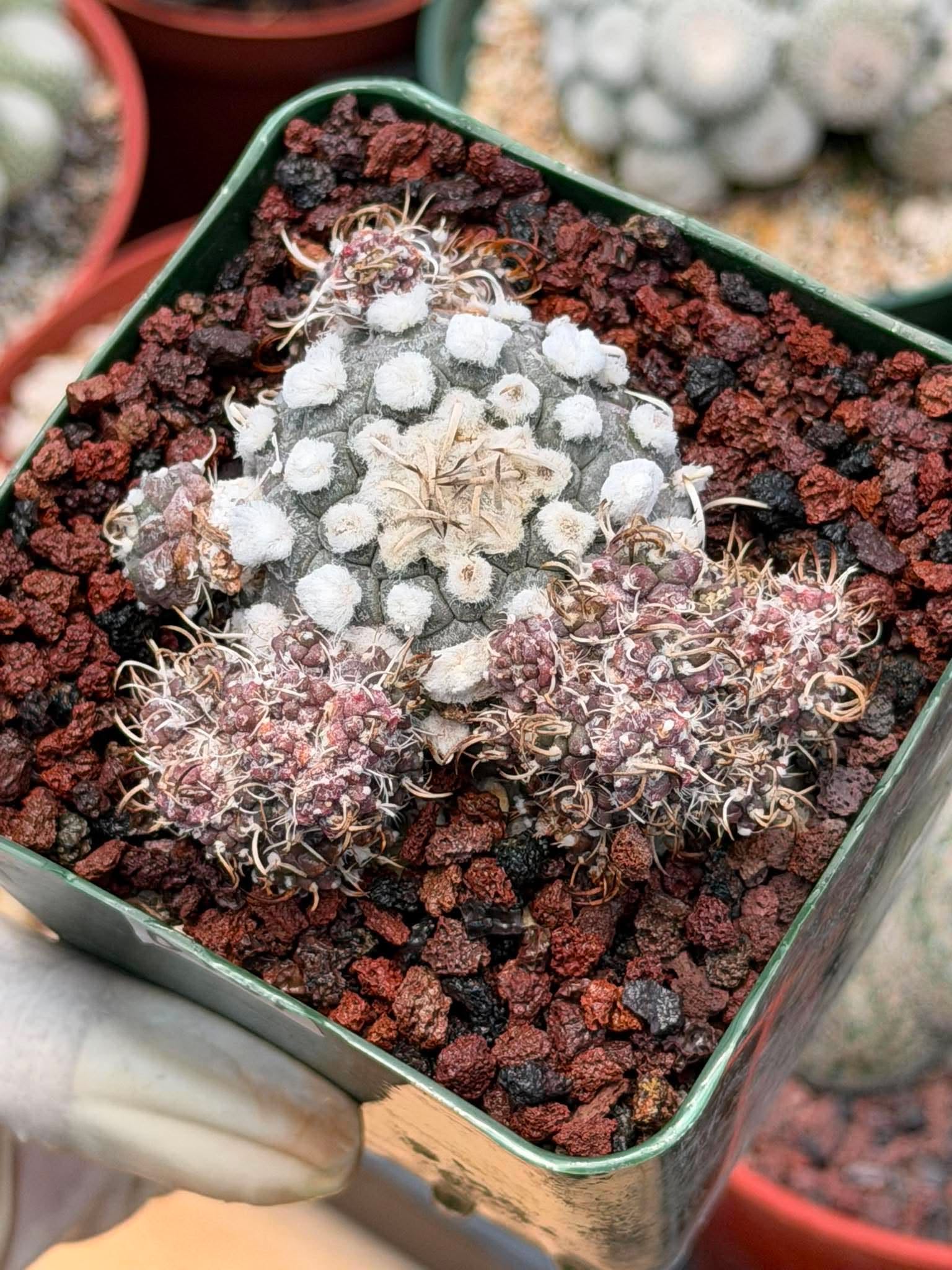 Turbinicarpus schmiedickeanus – Rare Clustered Form with Pups | Seed‑Grown Miniature Cactus #167