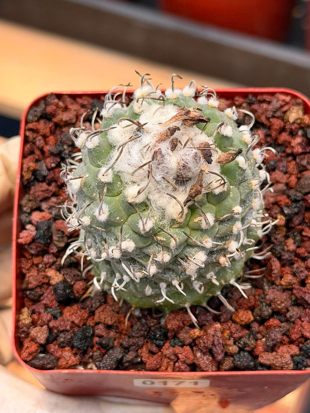Turbinicarpus schmiedickeanus – Rare Seed‑Grown Miniature Cactus | Woolly Areoles & Hooked Spines #171
