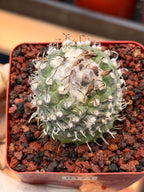 Turbinicarpus schmiedickeanus – Rare Seed‑Grown Miniature Cactus | Woolly Areoles & Hooked Spines #171