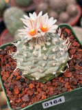 Turbinicarpus schmiedickeanus | Rare Flowering Collector’s Cactus #164