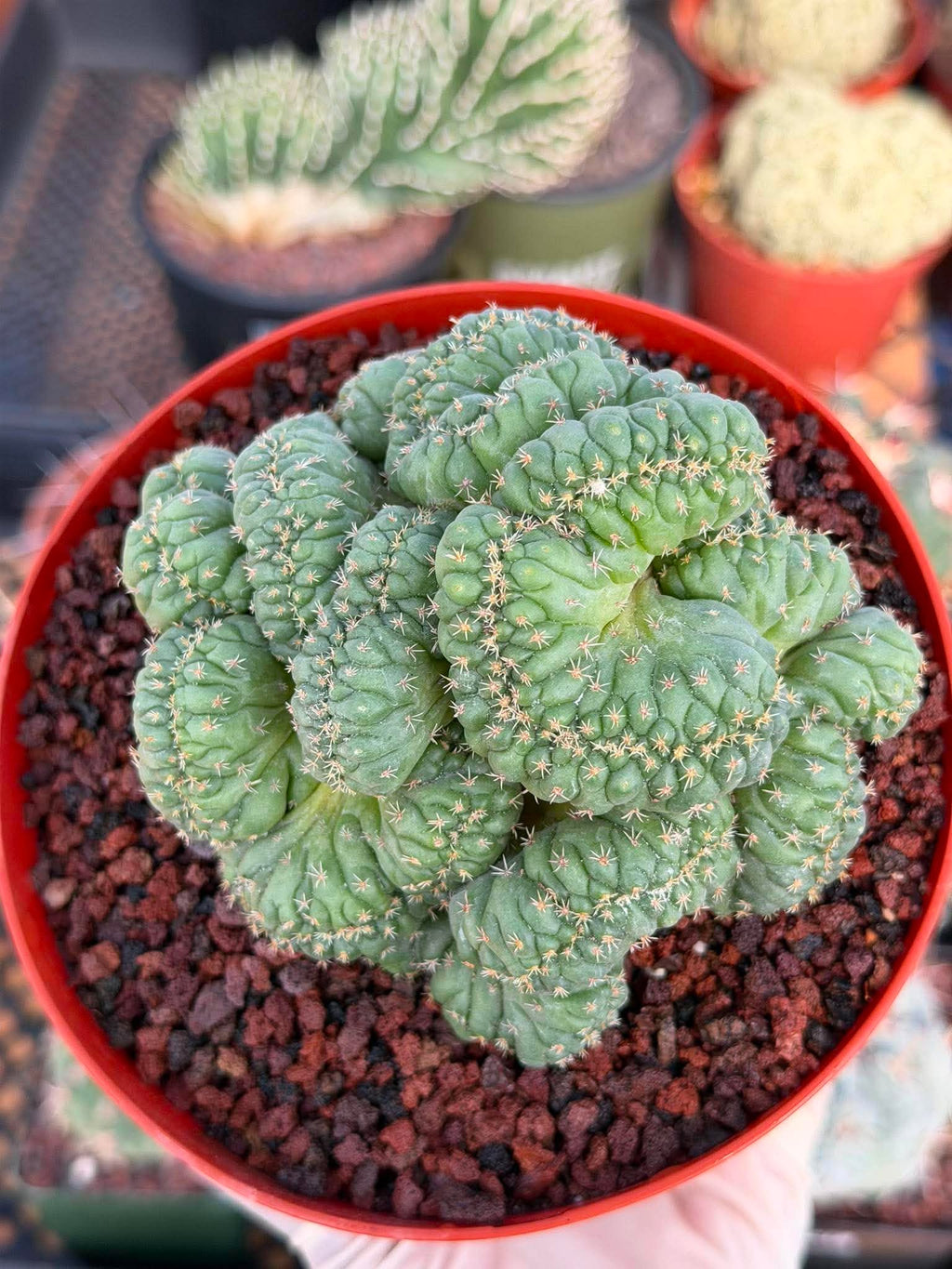 Coryphantha elephantidens 'Tanshi' Cristata #163