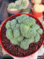 Coryphantha elephantidens 'Tanshi' Cristata #163
